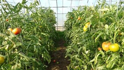 力農蔬菜種植合作社積極應對降溫天氣，保障蔬菜生產穩(wěn)定