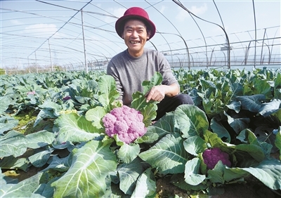 全產業(yè)鏈布局 從田間到餐桌的“慈蔬”模式