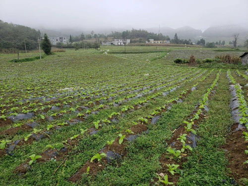 秋冬接茬蔬菜種植火熱推進 大田鄉(xiāng)田間地頭煥發(fā)新活力